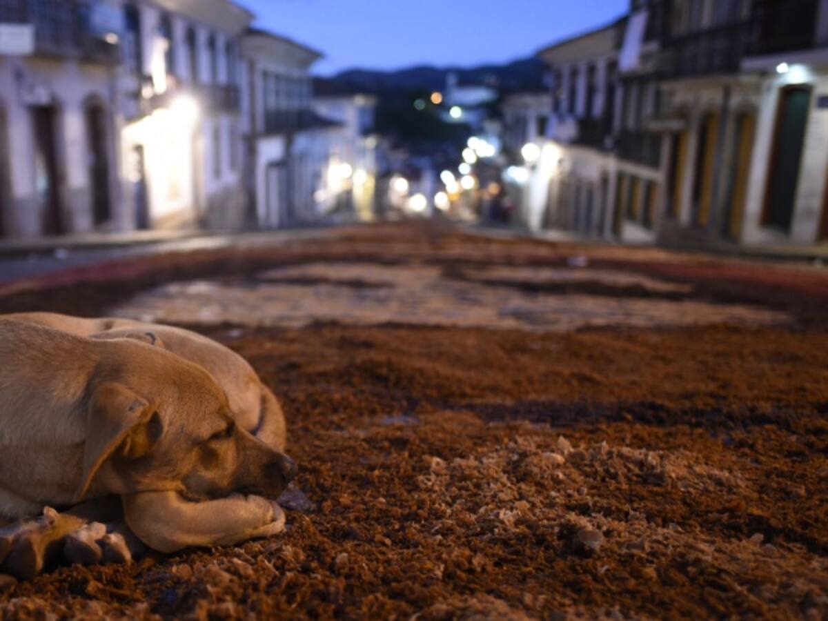 Los amigos peludos se hacen visibles en las redes sociales