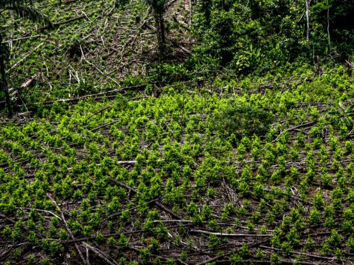Quitar la luz a invernaderos de marihuana, estrategia contra las drogas