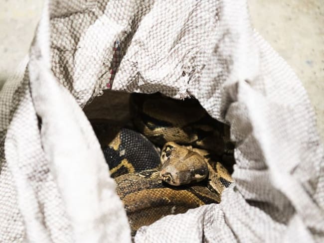 Rescatan tres serpientes que eran transportadas como encomienda en Medellín