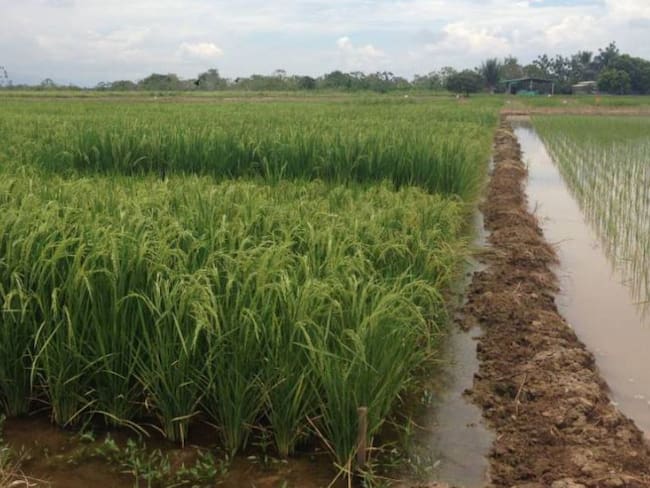 El arroz, símbolo de la prosperidad de Colombia en 2019