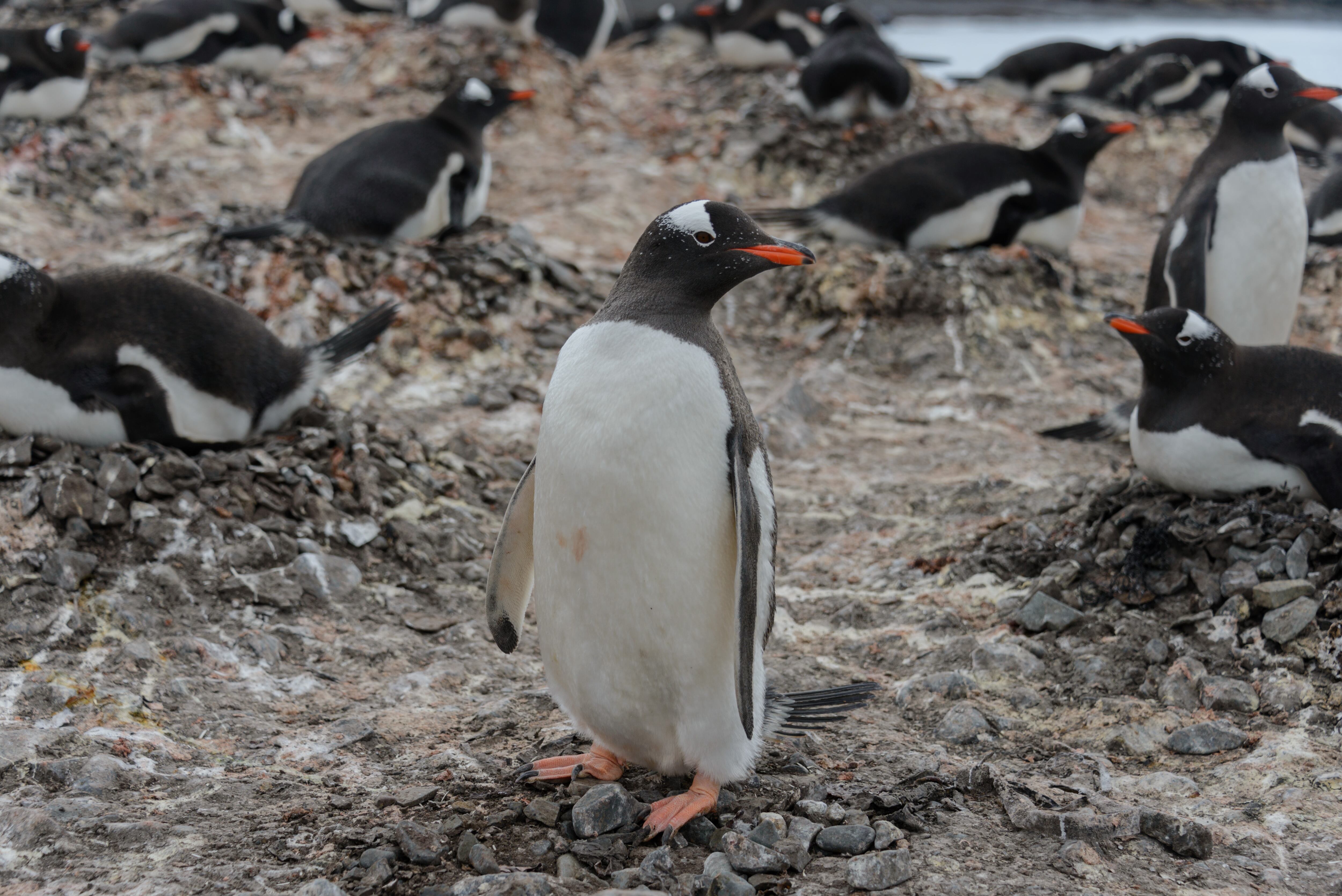 Pingüinos en su hábitat natural (Foto vía Getty Images)