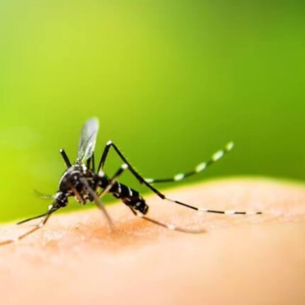 Gobernación confirma que hay más de 5 mil casos de dengue en Cundinamarca