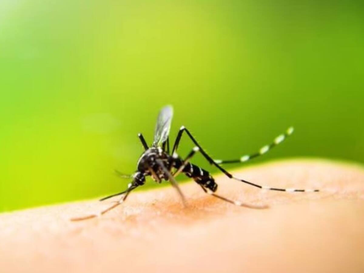 ¡OJO! Ya son 1.340 casos de dengue en Quindío, autoridades realizan control en cementerios
