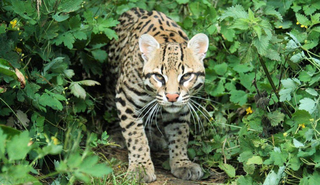 Ocelote
