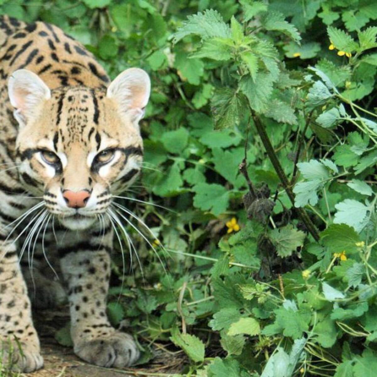 Ocelote es avistado en Risaralda y despierta admiración de investigadores