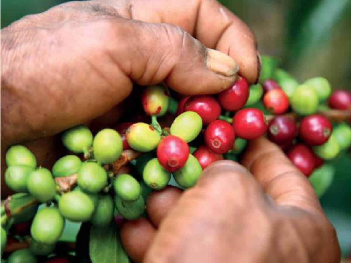 Diseñan máquina para lavar café con menos agua