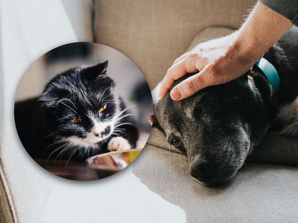 ¿Quién envejece más rápido, el gato o el perro? Edad a la que se consideran viejas estas mascotas