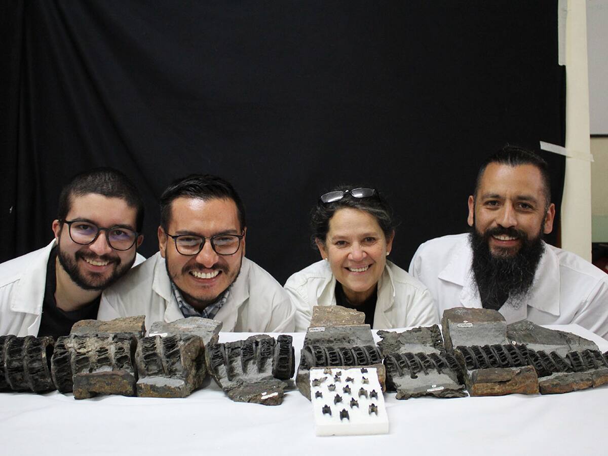 En Villa de Leyva, Boyacá, fue encontrado el tiburón más grande y antiguo del mundo