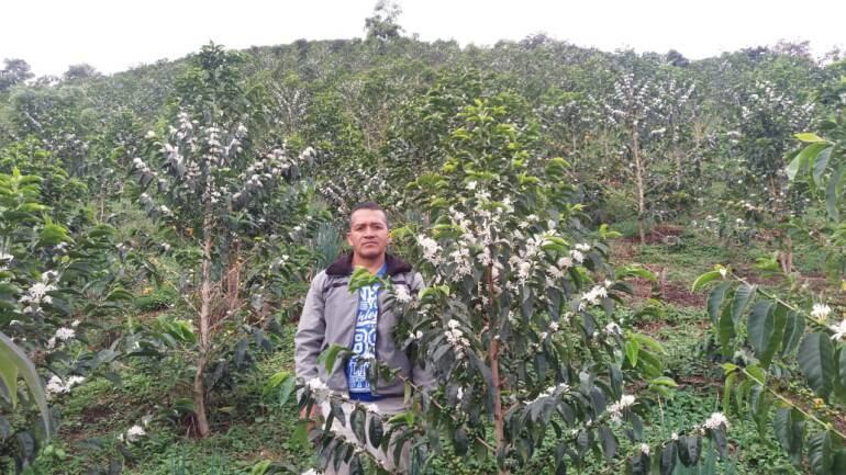 Cultimos de café en el Cauca 