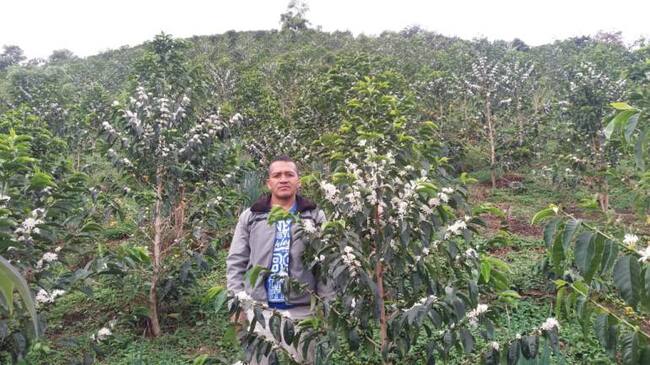 Cultimos de café en el Cauca