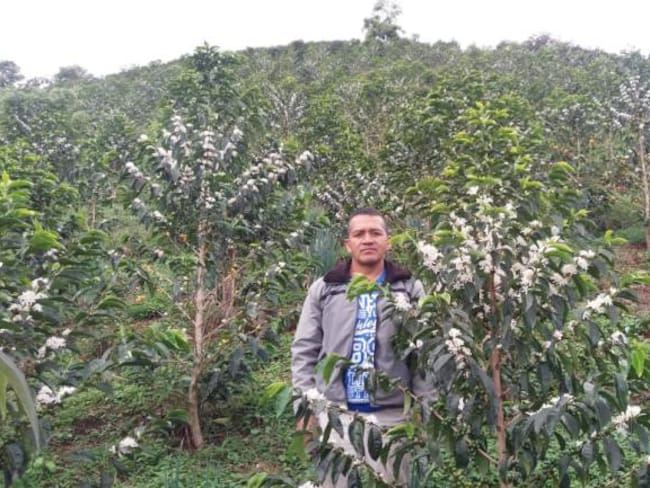 Cultimos de café en el Cauca 