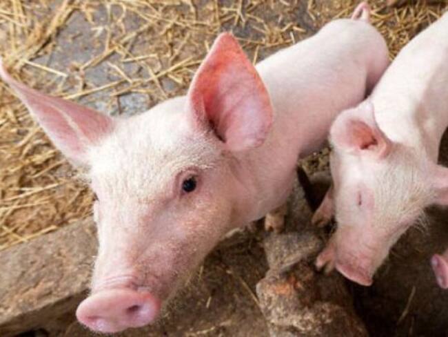 Mitos sobre la carne de cerdo: bien procesada es saludable