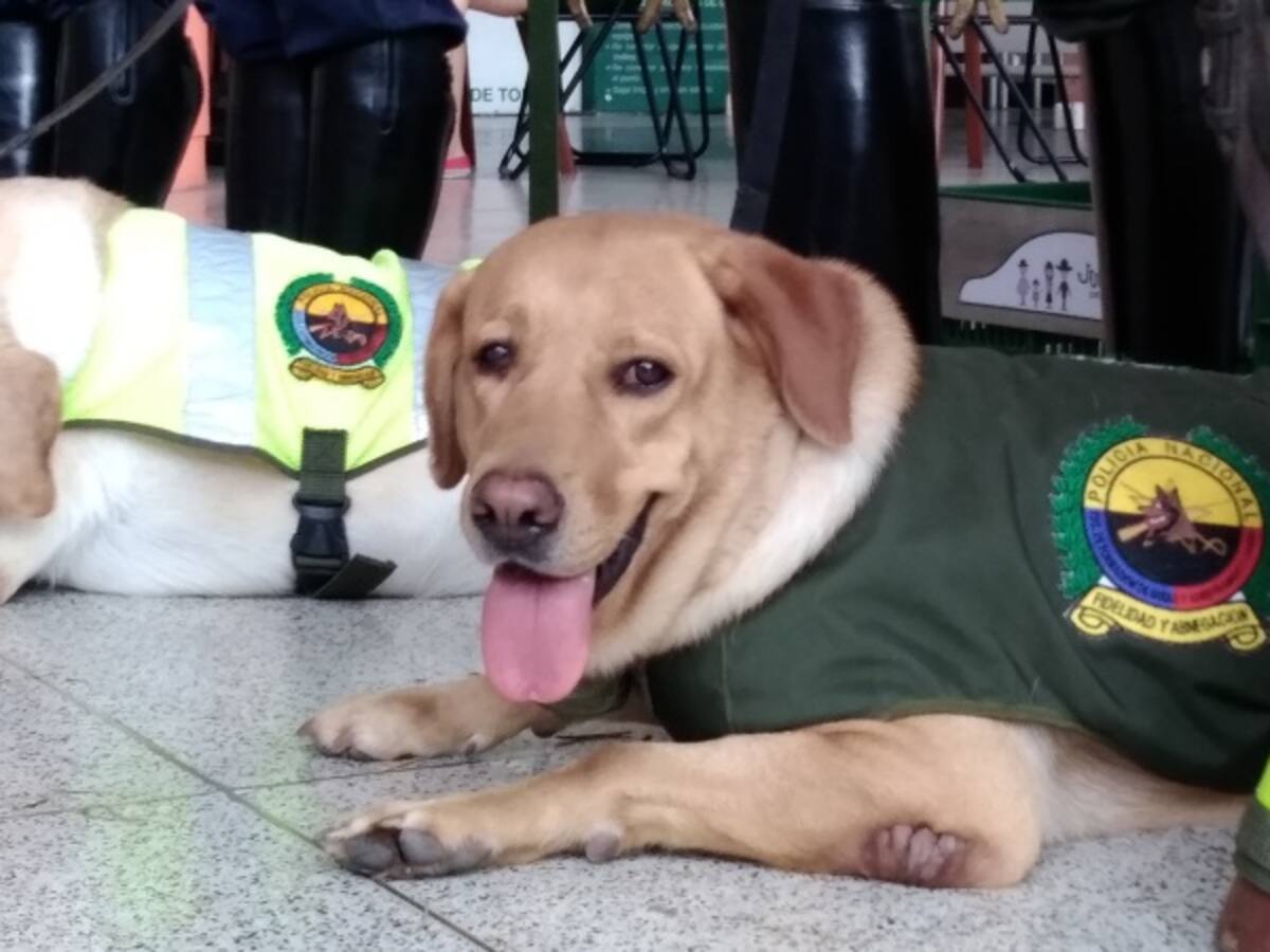 La Policía destacó labores de ‘Kora’, el mejor de los caninos en Tolima