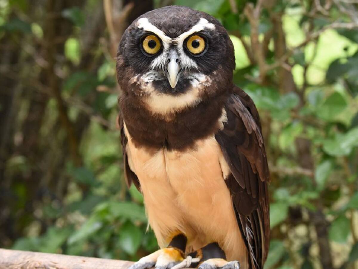 En Cartagena, inicia segunda etapa de la campaña "Apadrina un Ave"