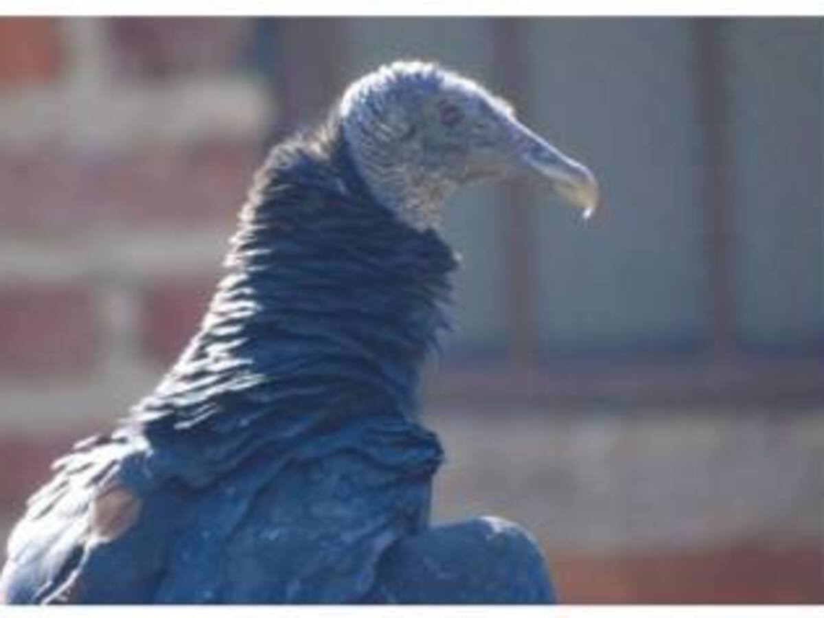 Gallinazos desplazaron a los cóndores andinos en García Rovira