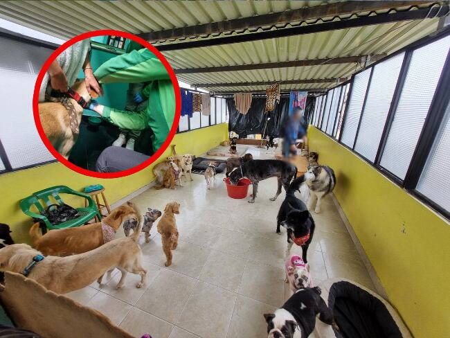 Cortesía: Instituto Distrital de Protección y Bienestar Animal