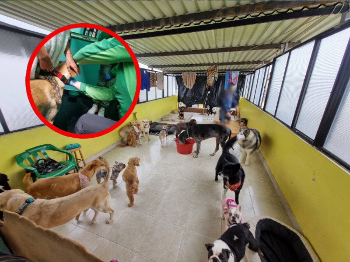 Guardería de mascotas denuncia caso de maltrato animal en sus instalaciones ante las autoridades