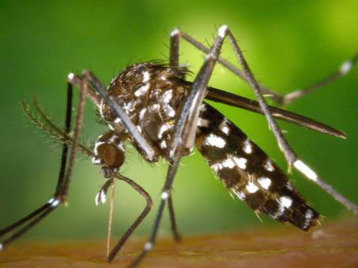 “Mujeres embarazadas infectadas con Zika deben consultar periodicamente al médico”: Min Salud