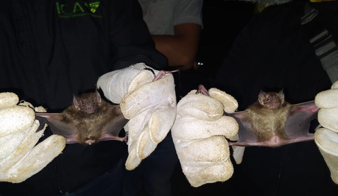 Captura de murciélagos, transmisores de rabia silvestre