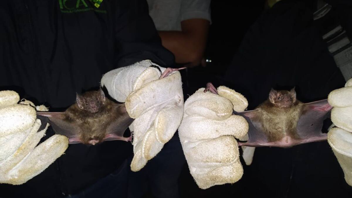 Cuidado con la rabia silvestre, puede afectar a todos los mamíferos