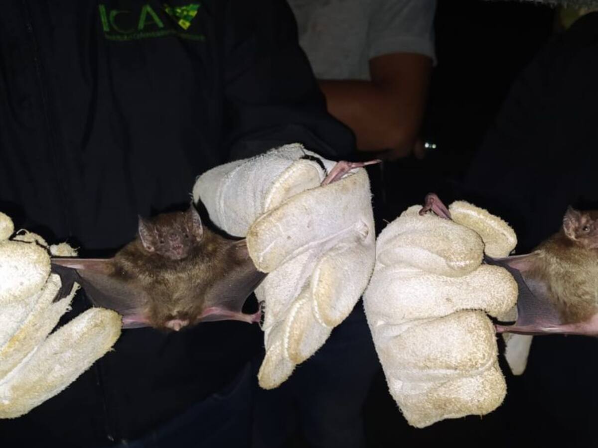 Cuidado con la rabia silvestre, puede afectar a todos los mamíferos