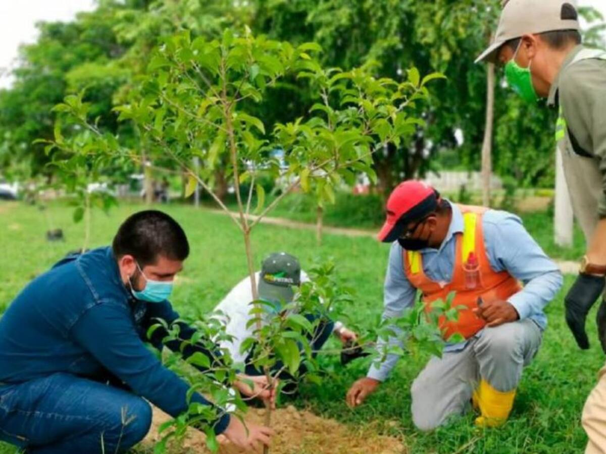 En el barrio El Pozón de Cartagena sembrarán 2.300 árboles
