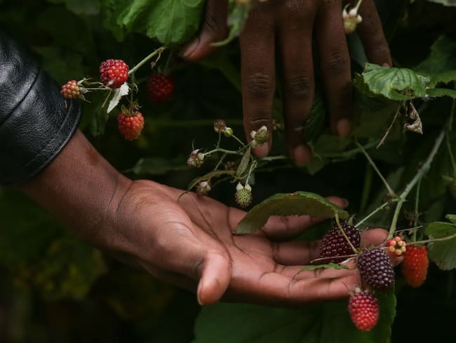JUAN PABLO PEDRAZA SOBRE HUERTAS URBANAS