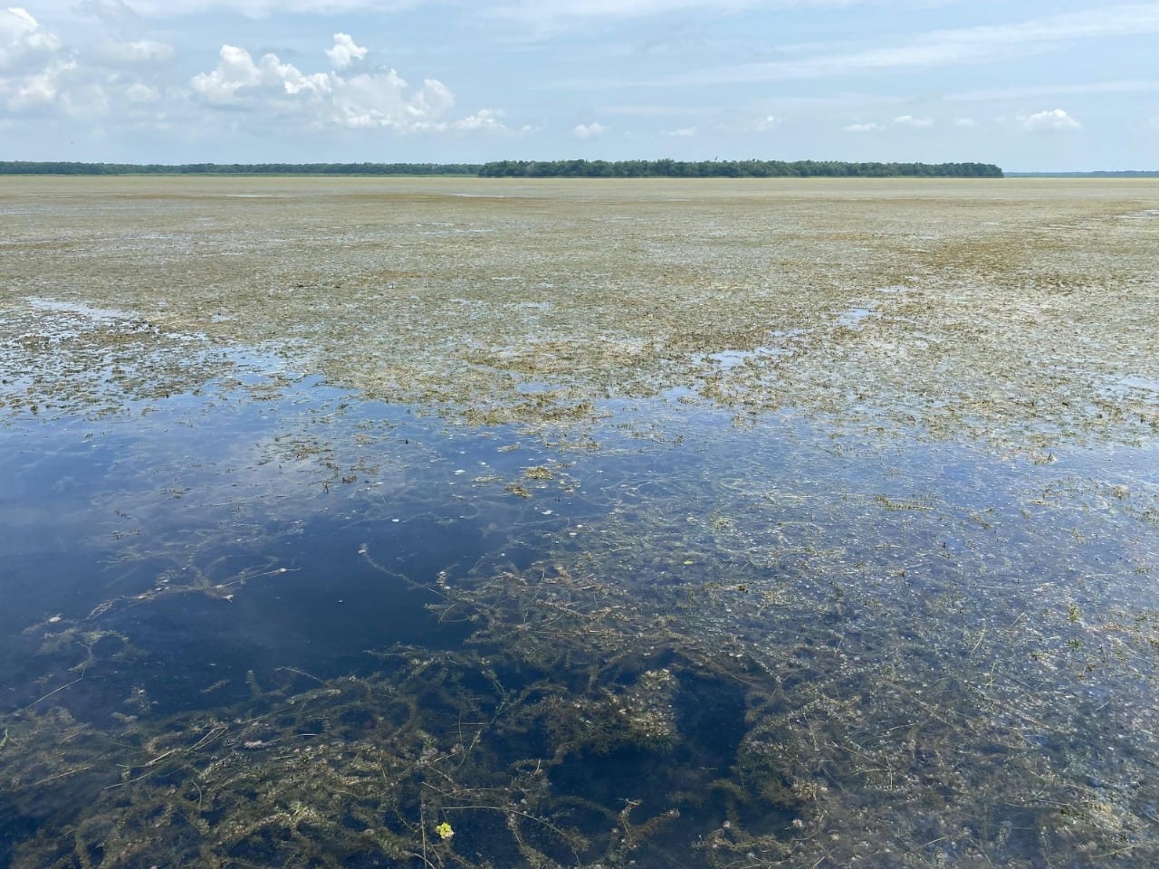 Espejos de agua afectados por la planta invasora . Corpamag