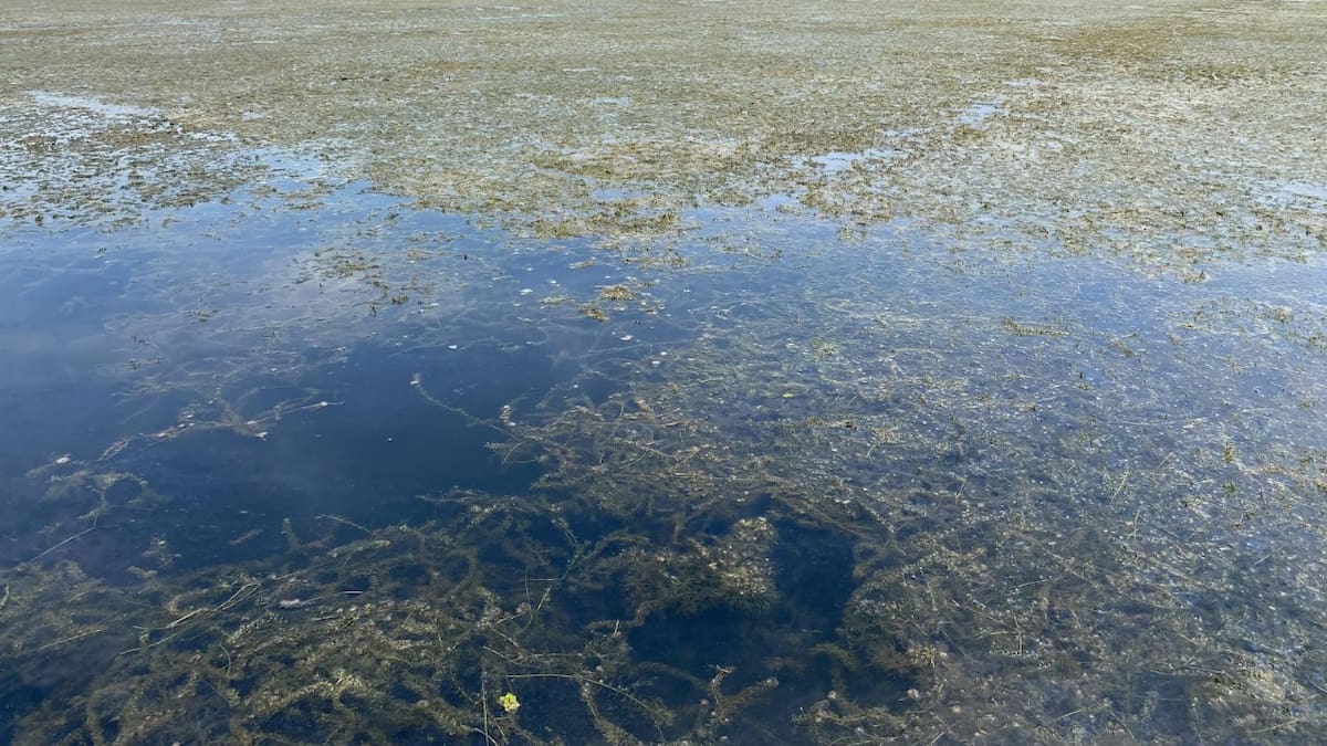 Solicitan intervención del Gobierno Nacional por invasión de planta acuática en la Ciénaga Grande