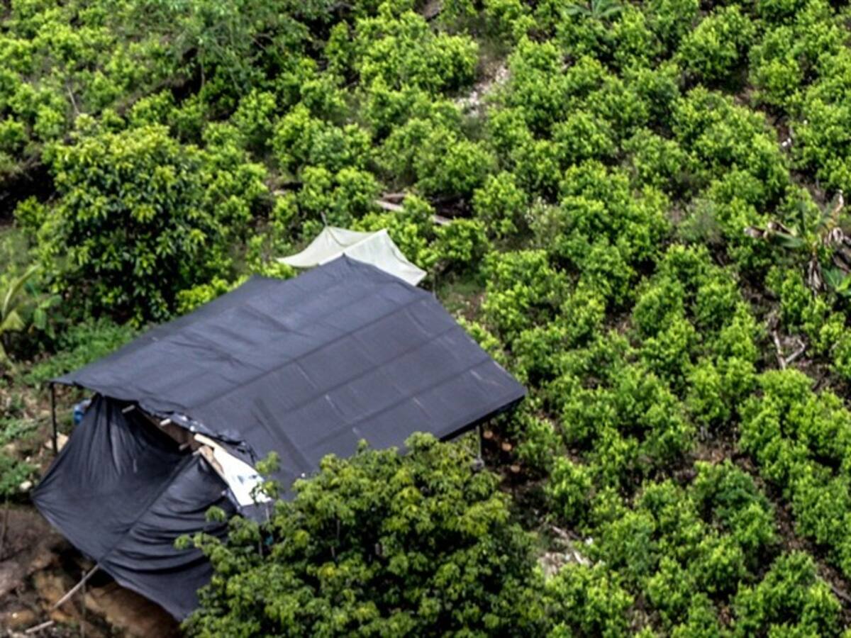 De la coca al café para superar el dolor de las minas antipersona en Colombia