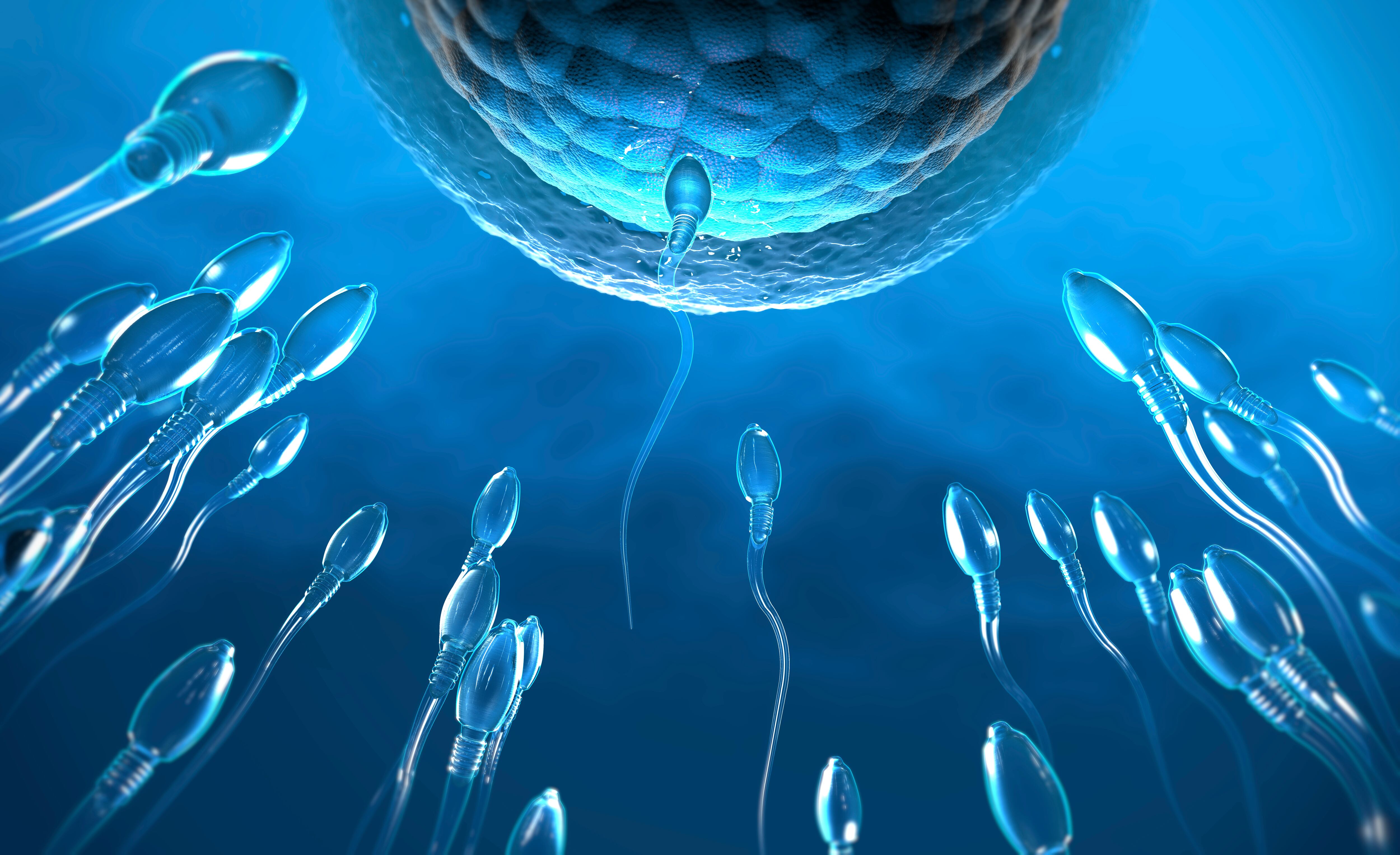 Fertilisation, illustration