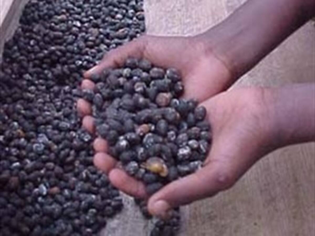 Por primera vez se paga la carga de café a un millón de pesos en zona productora