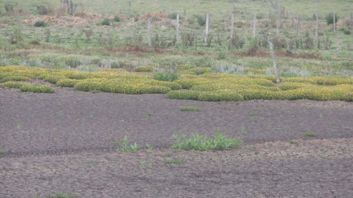 Esta semana comienza la recuperación de la laguna de Suesca