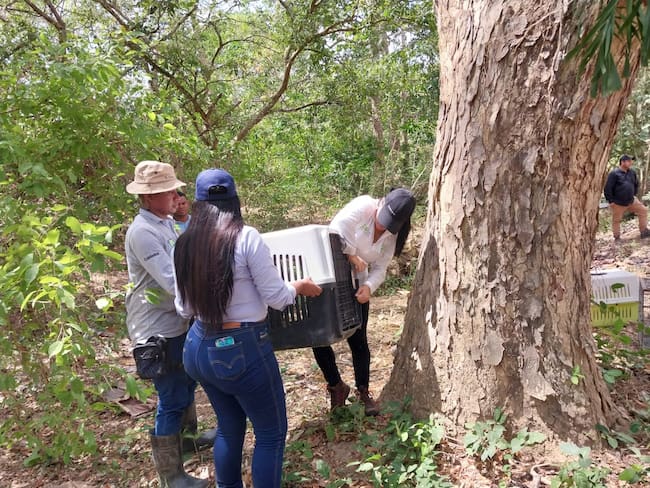 EPA Cartagena y Cardique continúan con liberaciones de animales silvestres