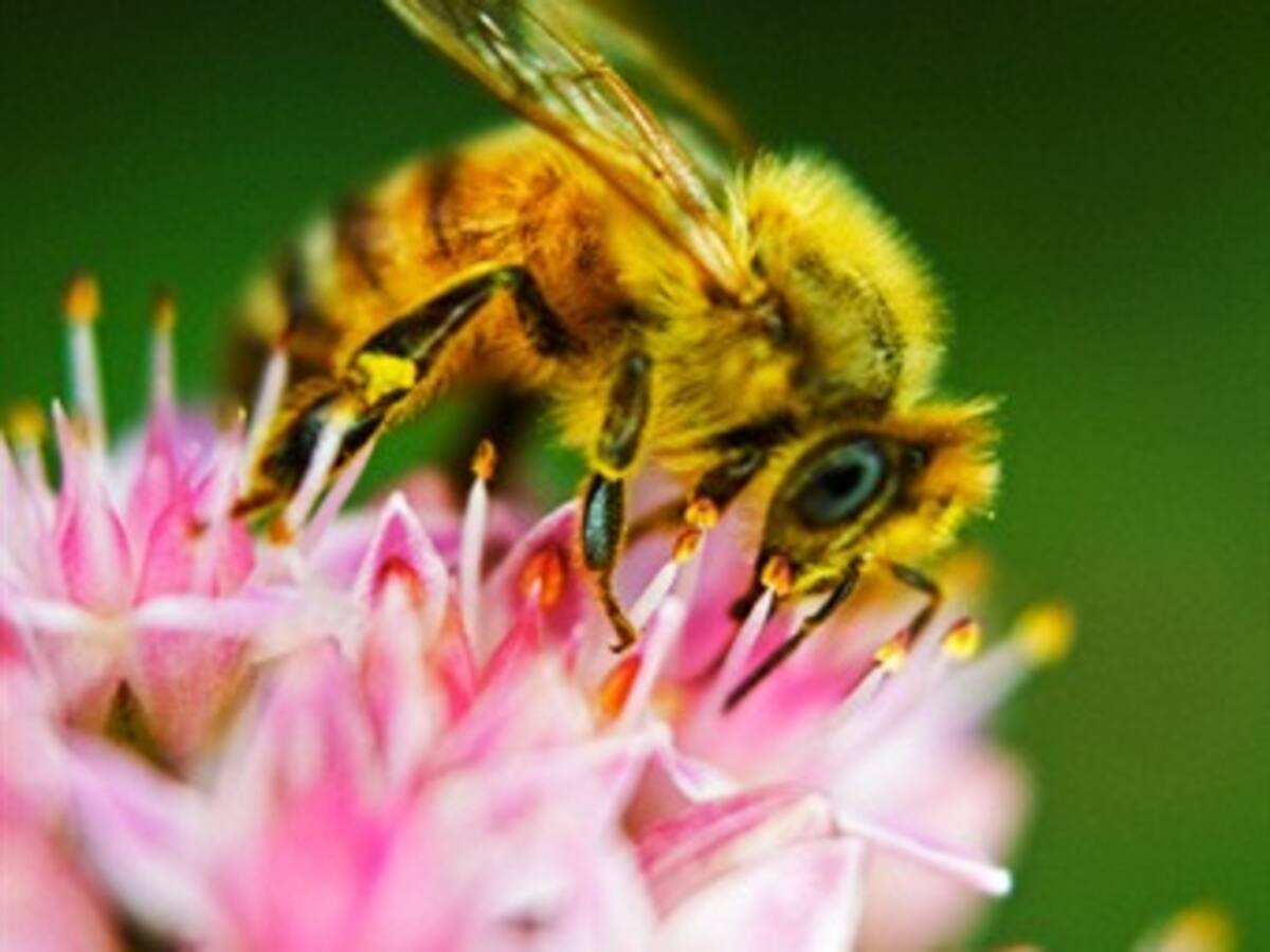 Veneno de abejas debe usarse bajo fórmula médica