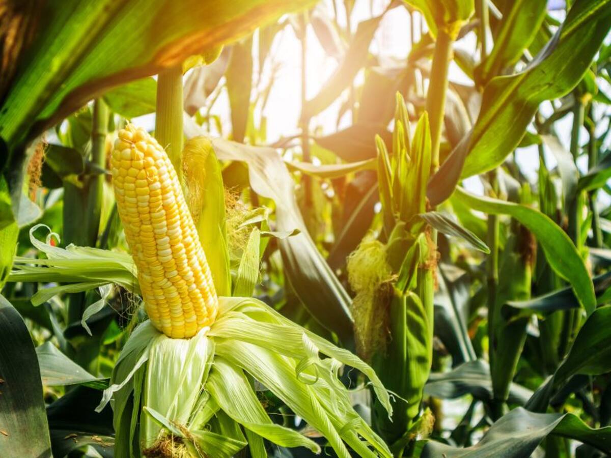 Llega la hora de sembrar y hay amplia oferta de semillas