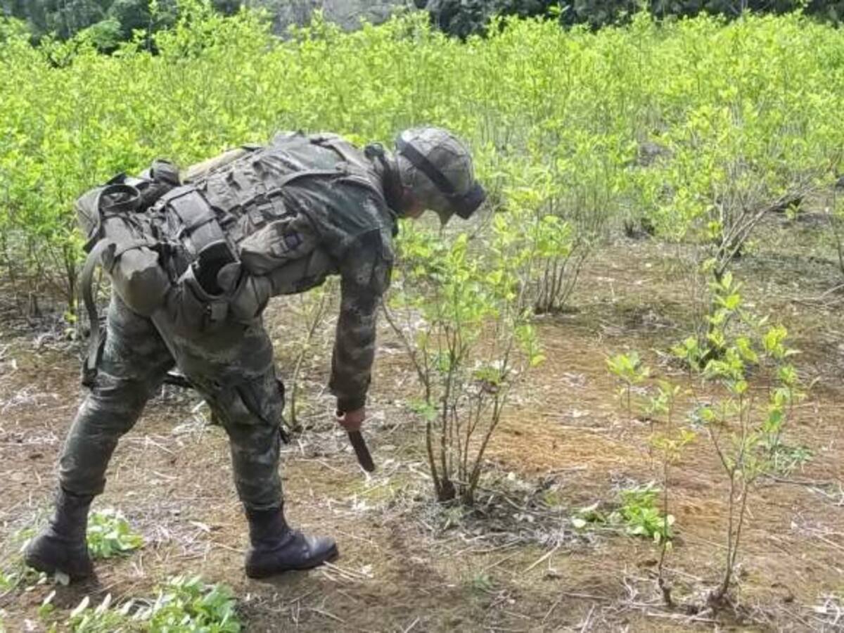ONU dice problema en Colombia es acabar el narcotráfico no cultivos de coca