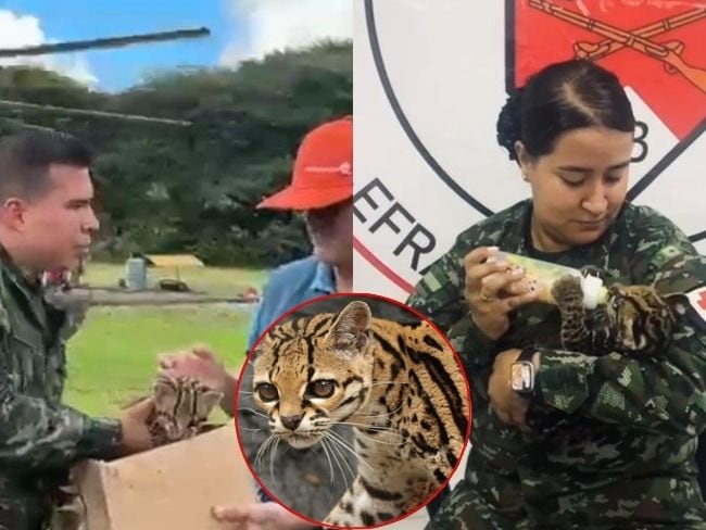 Tigrillo es rescatado por el Ejército Nacional.