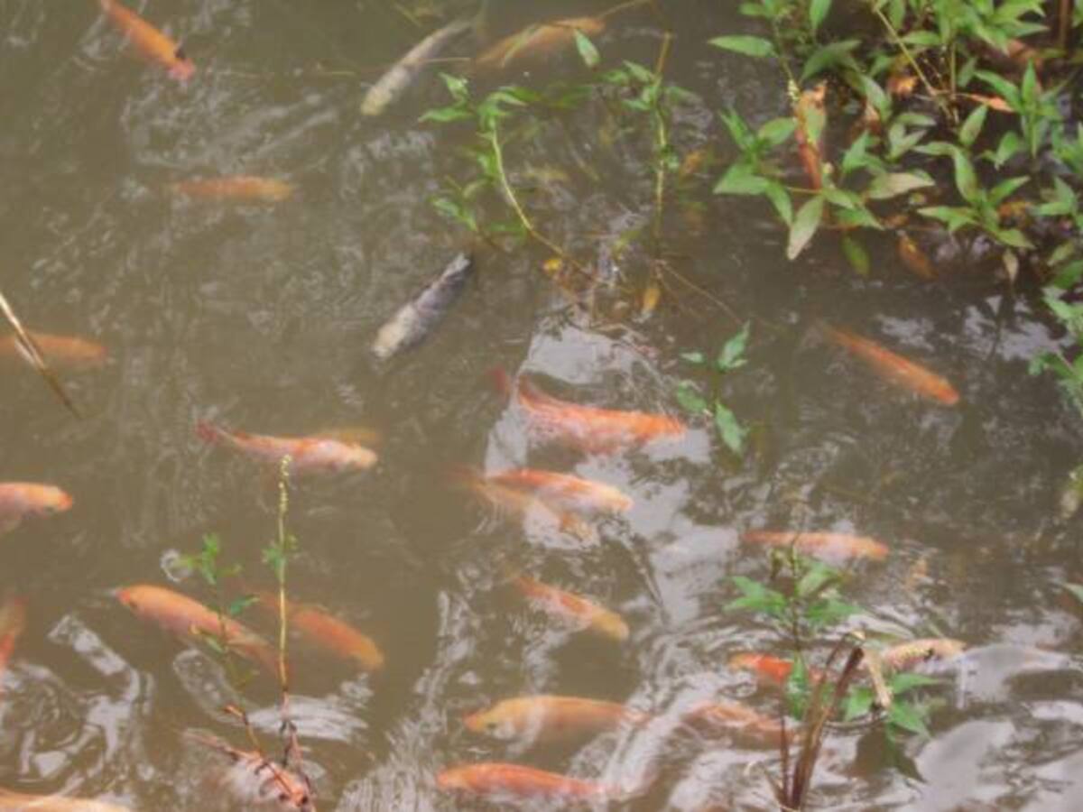 Desmovilizados crean empresa piscícola en el Huila