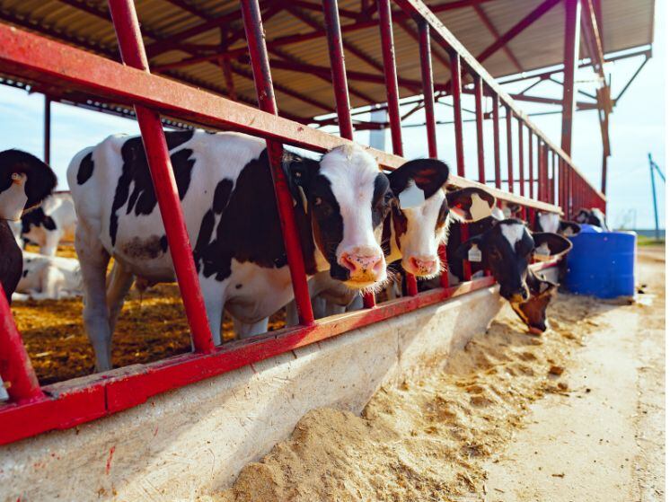 Productores insisten en que los TLC los está afectando fuertemente. - Fotografía suministrada