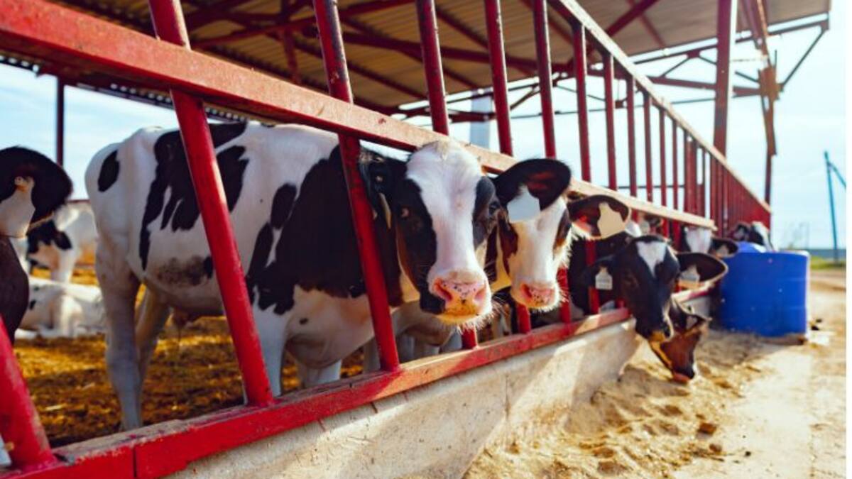 Productores de leche realizarán plantones por la crisis del sector