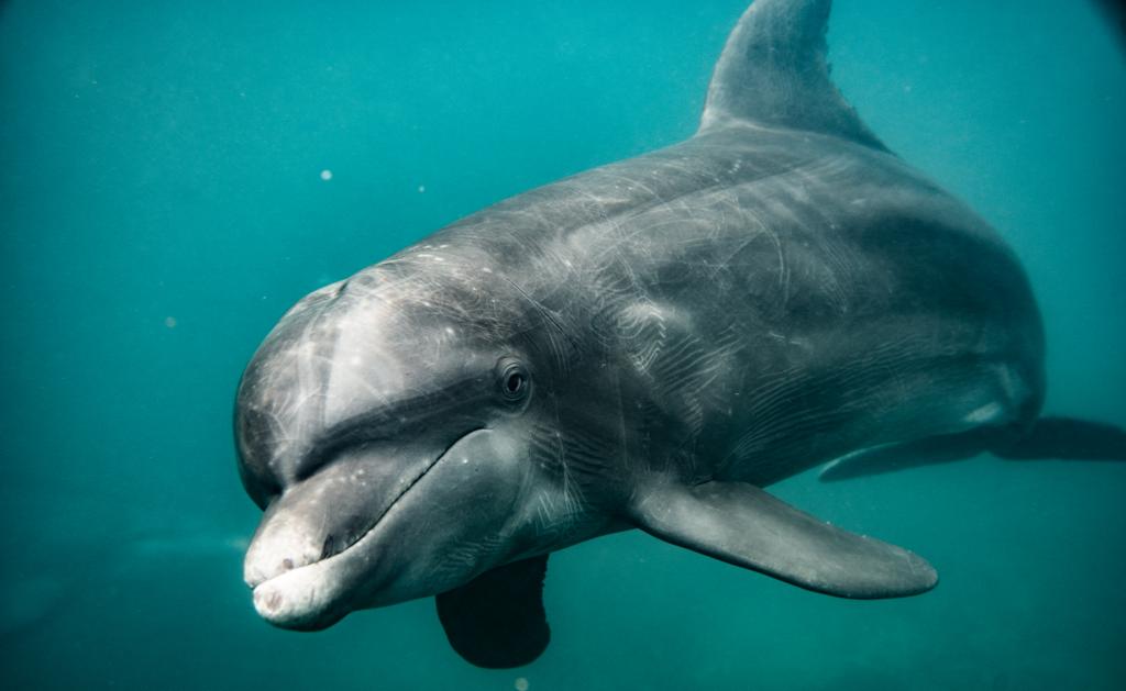 Delfín hembra 'Nariz de Botella' liberado en Inca Inca . Corpamag