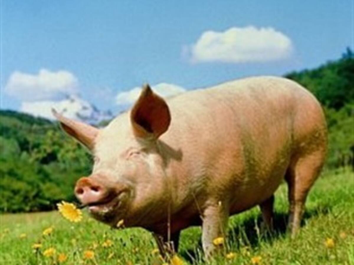 Juguetes para que los cerdos no se estresen y den semen de calidad