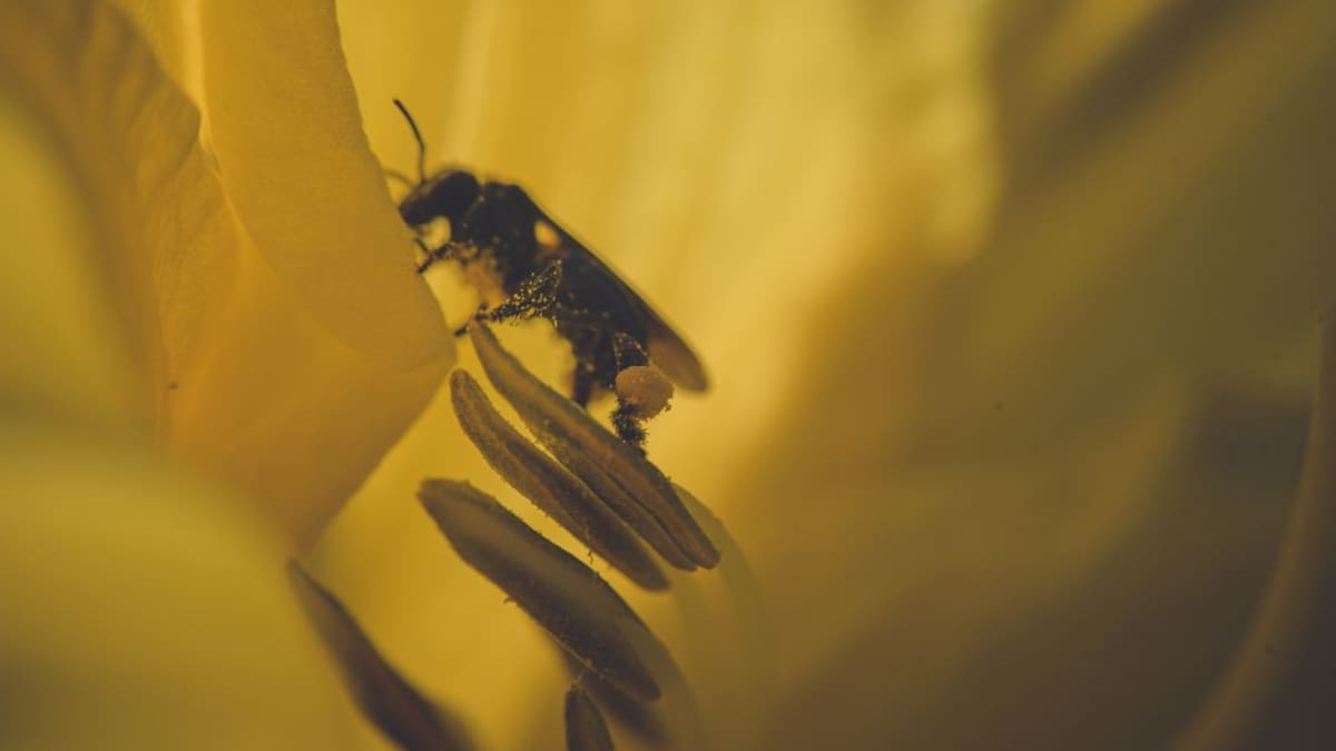 “Polinizador”, plan para convivir agricultores y apicultores