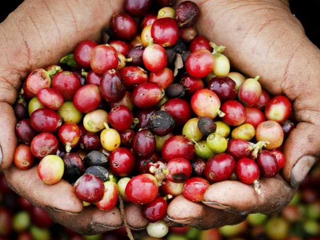 Producción de café cayó un 7% en junio: Fedecafé