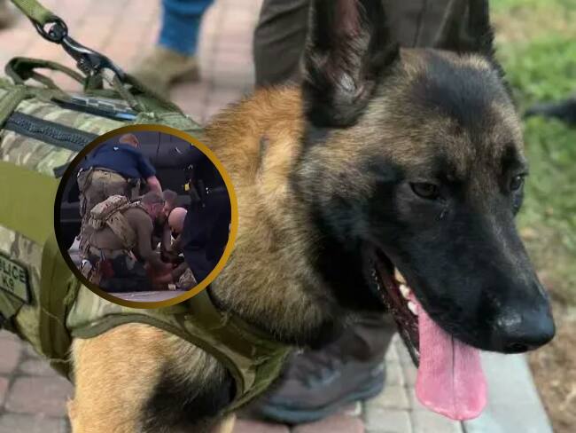 Rocky, oficial canino K9 fue herido tras encontrar a sospechoso de asesinato