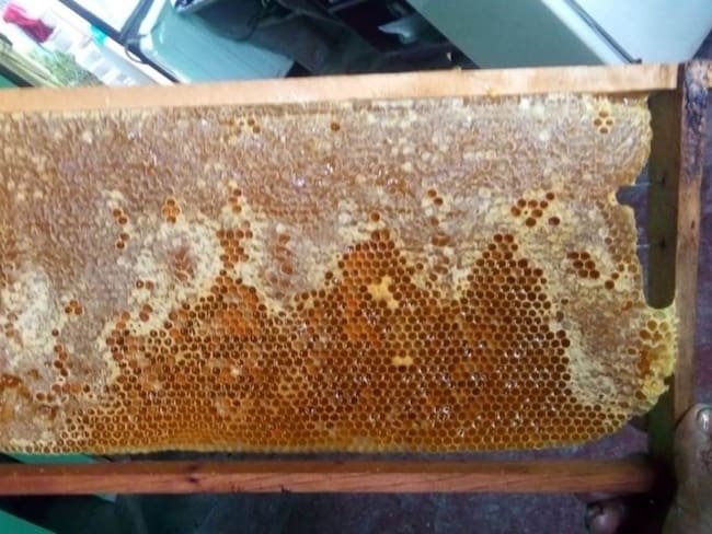 La apicultura, otra apuesta para los productores del Tolima