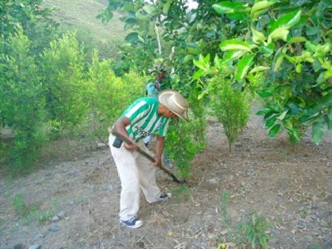 Ancuya tiene 195 nuevas familias guardabosques