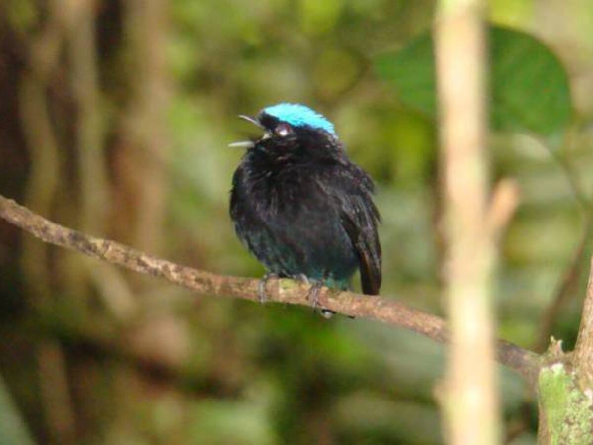 Se hizo el lanzamiento de la segunda versión del Risaralda Bird Festival
