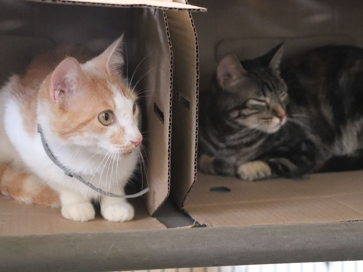 Medellín realiza jornada especial de adopción para darle un nuevo hogar a decenas de gatos